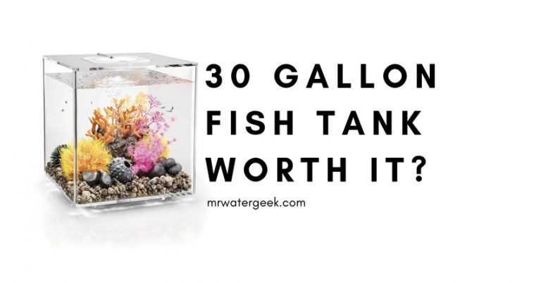 The Biggest Problem With 30 Gallon Fish Tanks