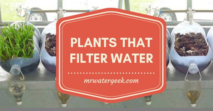 11 Plants That Filter Water In The Most INSANE Ways 11 Plants That Filter Water In The Most INSANE Ways