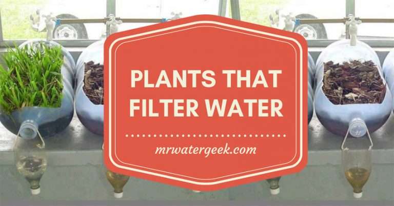 11 Plants That Filter Water And Why They Are ALL BAD For You