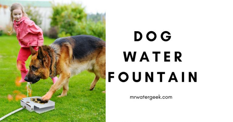 This Dog Water Fountain Solves DANGEROUS Pet Dehydration
