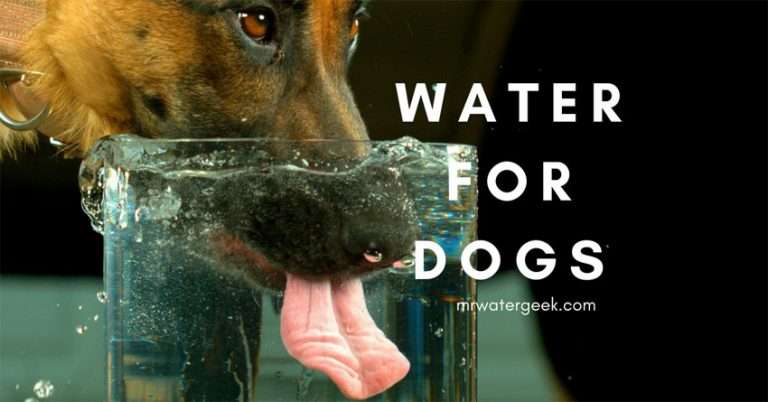 Water For Dogs: From Dehydration to Drinking Too Much